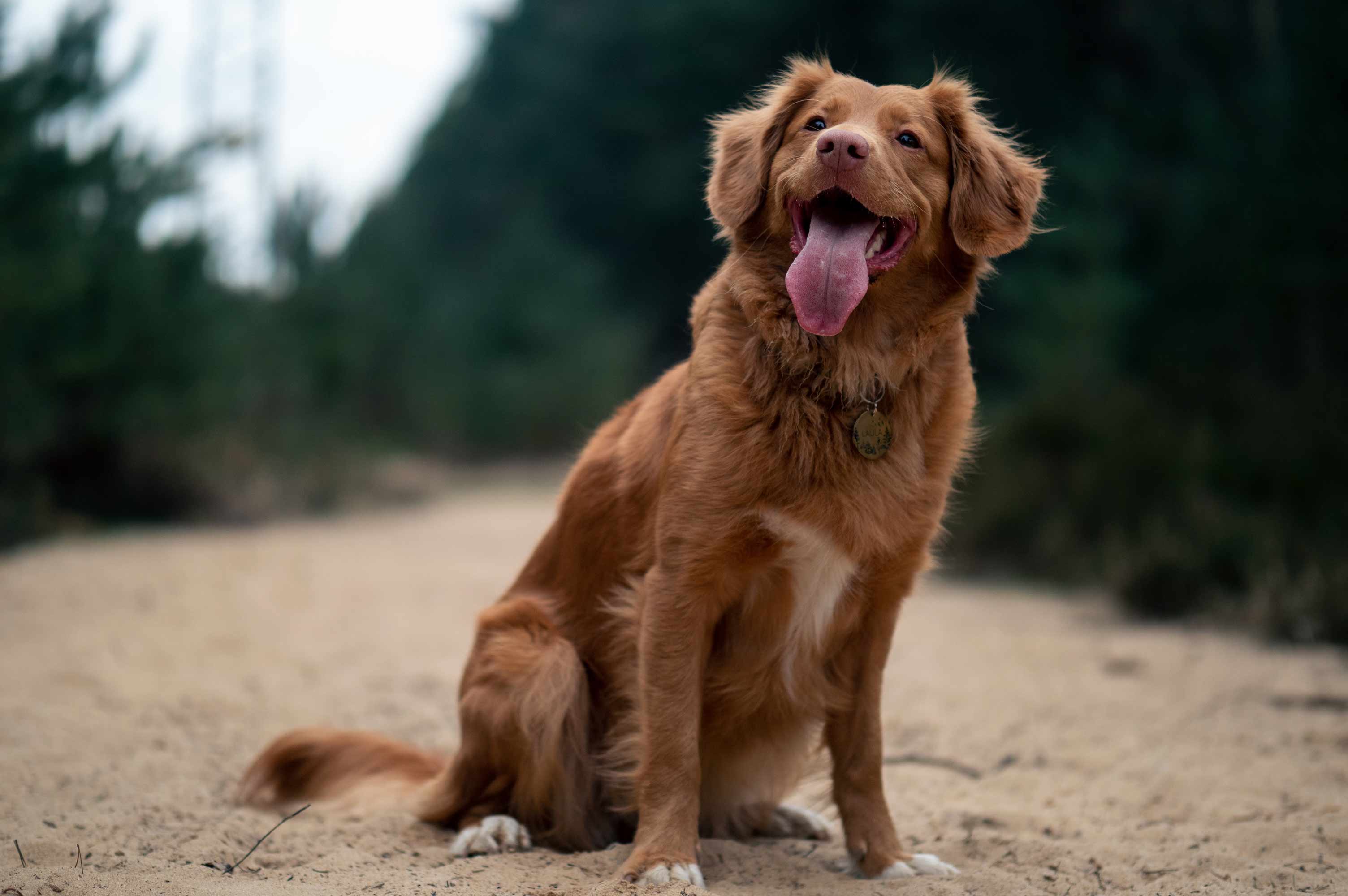 Las mascotas un apoyo para las personas vulnerables